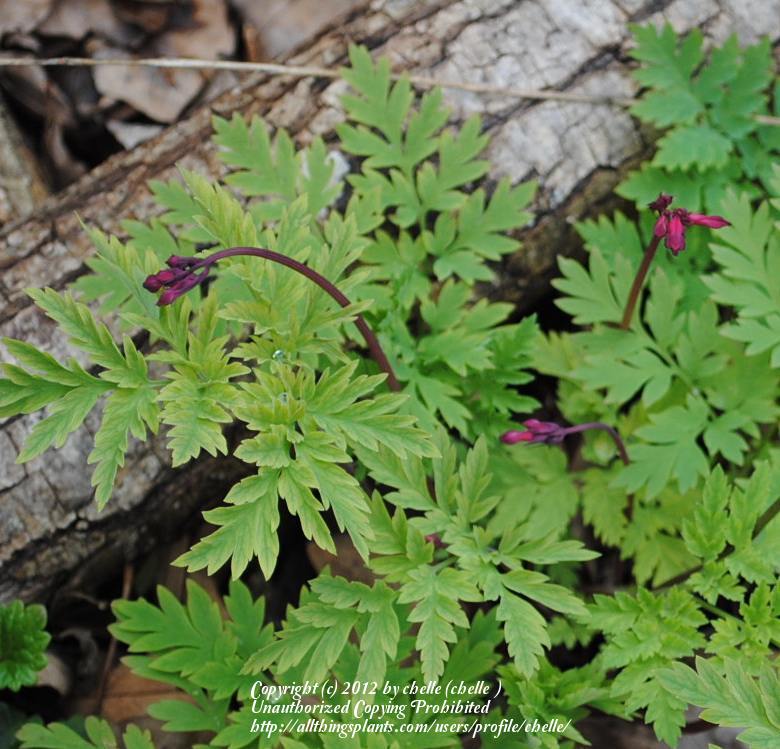 Photo of Wild Bleedingheart (Dicentra eximia) uploaded by chelle