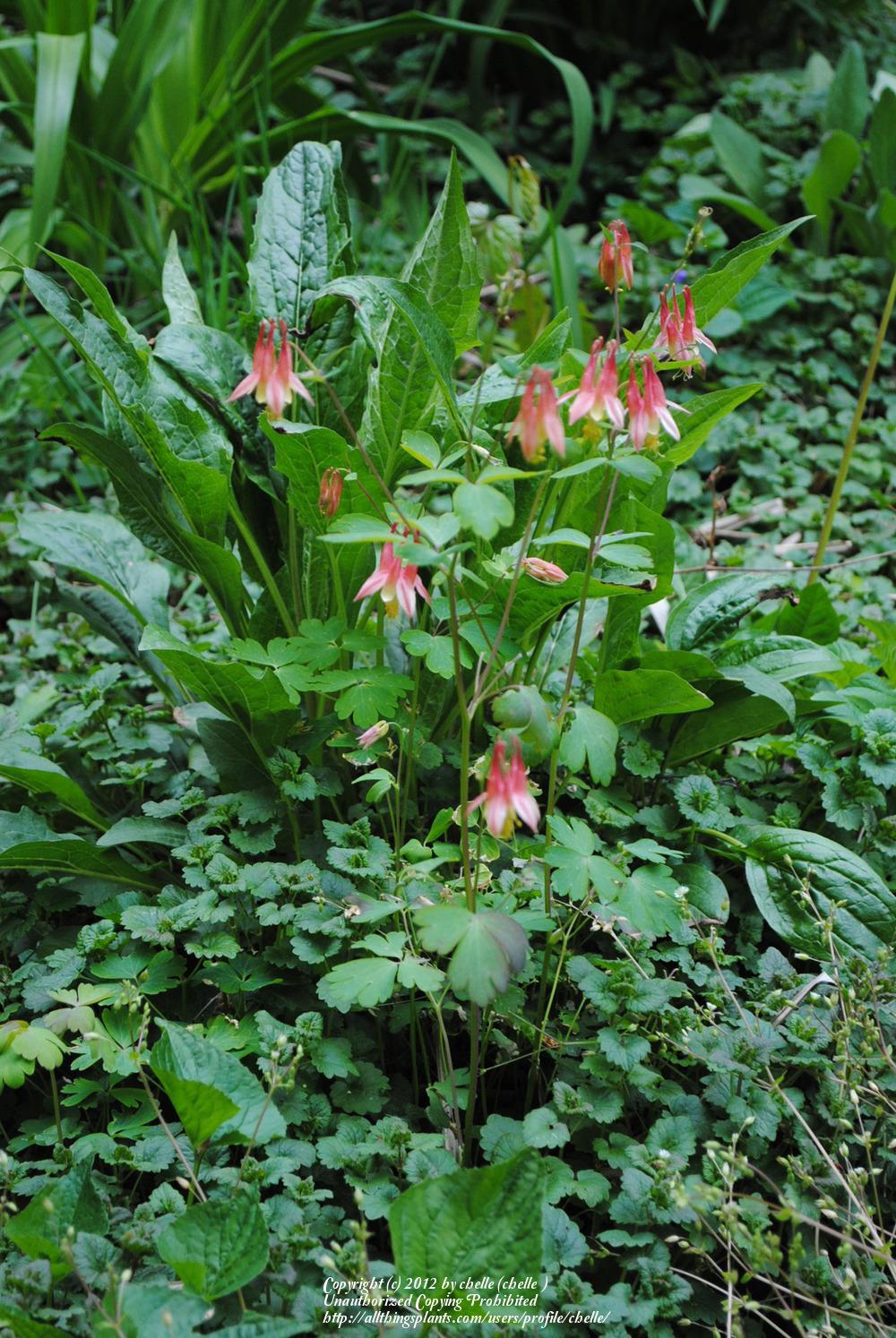 Photo of Eastern Red Columbine (Aquilegia canadensis) uploaded by chelle
