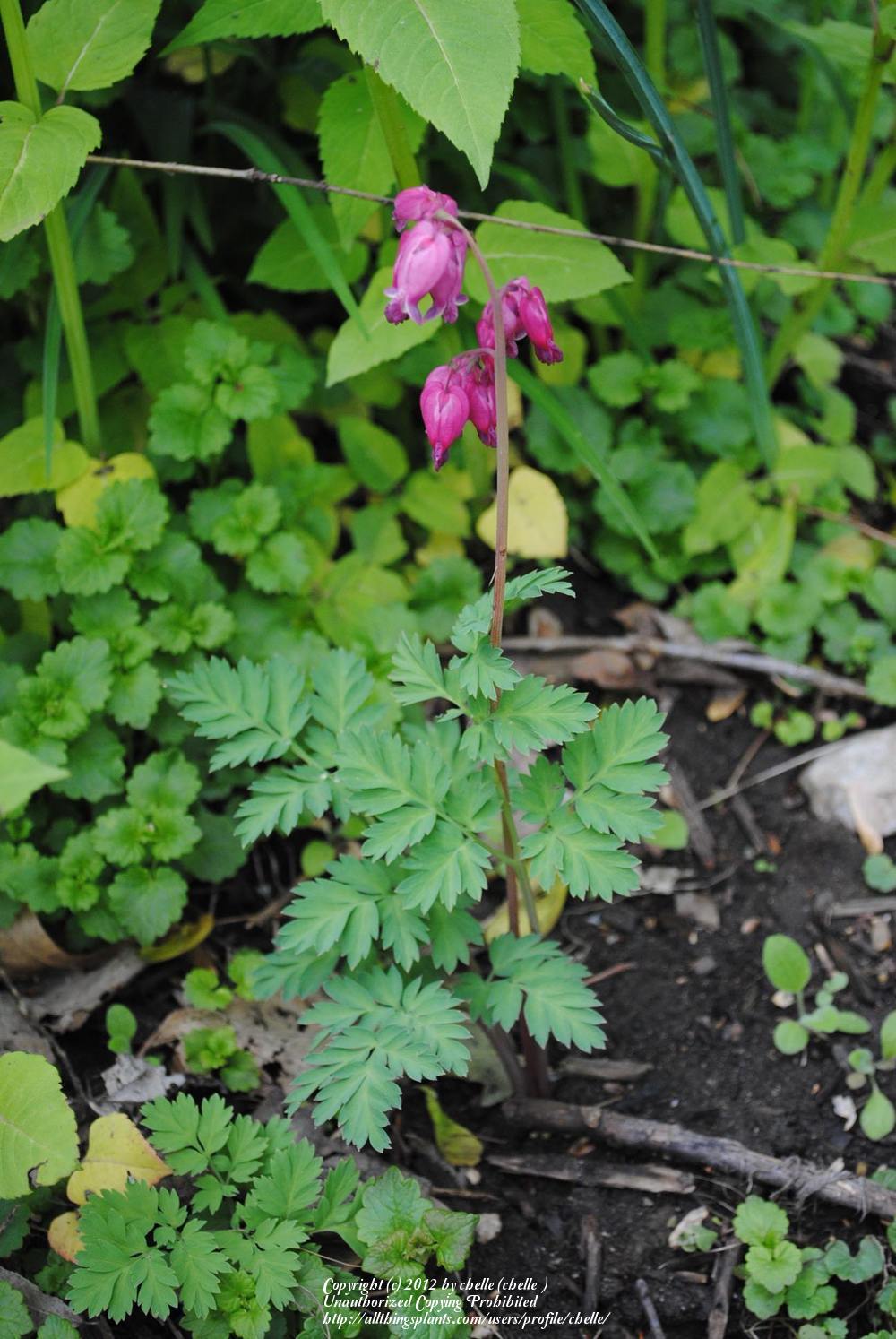 Photo of Bleeding Heart (Dicentra 'Luxuriant') uploaded by chelle