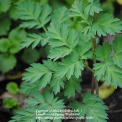 Location: My Northeastern Indiana Gardens - Zone 5b
Date: 2012-04-26
Leaves on blooming plant