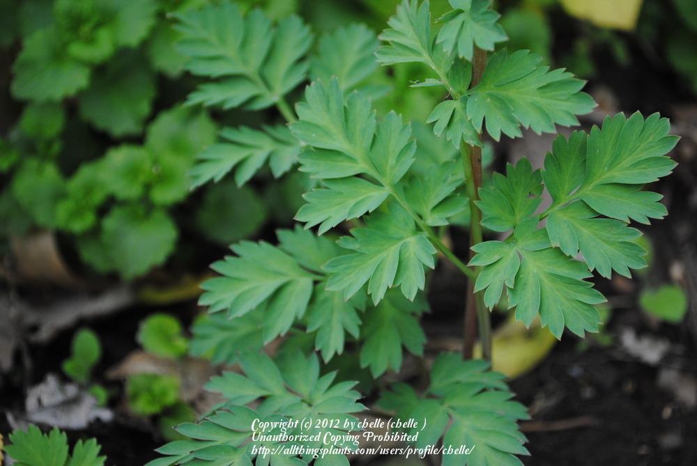 Photo of Bleeding Heart (Dicentra 'Luxuriant') uploaded by chelle