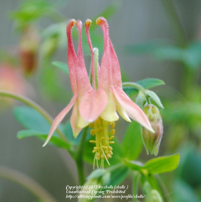 Photo of Eastern Red Columbine (Aquilegia canadensis) uploaded by chelle