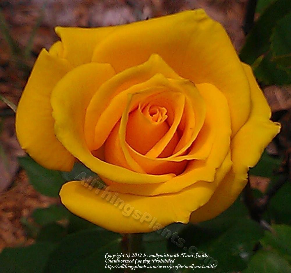 Photo of Rose (Rosa 'Nacogdoches') uploaded by mollymistsmith