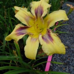 
Date: 2011-07-28
Photo Courtesy of Nova Scotia Daylilies Used with Permission