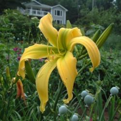 
Date: 2004-07-31
Photo Courtesy of Nova Scotia Daylilies Used with Permission