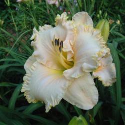 
Date: 2003-06-20
Photo Courtesy of Nova Scotia Daylilies Used with Permission