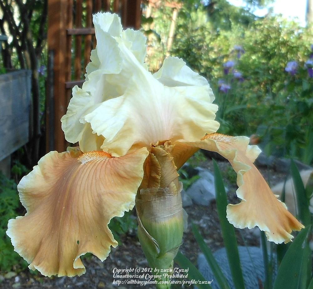Photo of Tall Bearded Iris (Iris 'English Charm') uploaded by zuzu