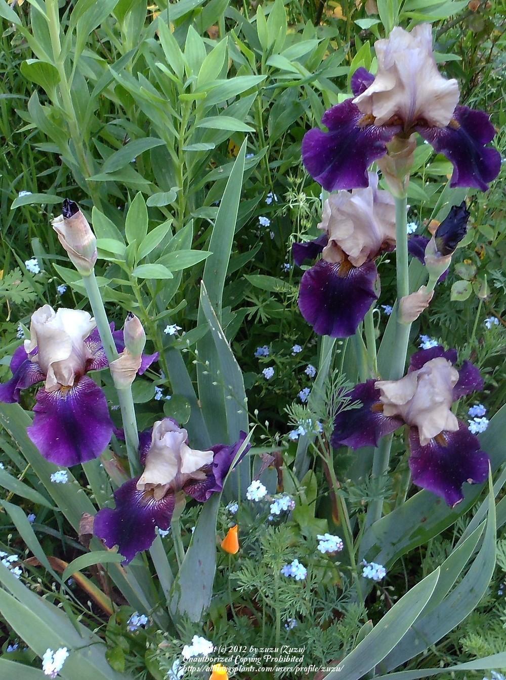 Photo of Tall Bearded Iris (Iris 'Villain') uploaded by zuzu