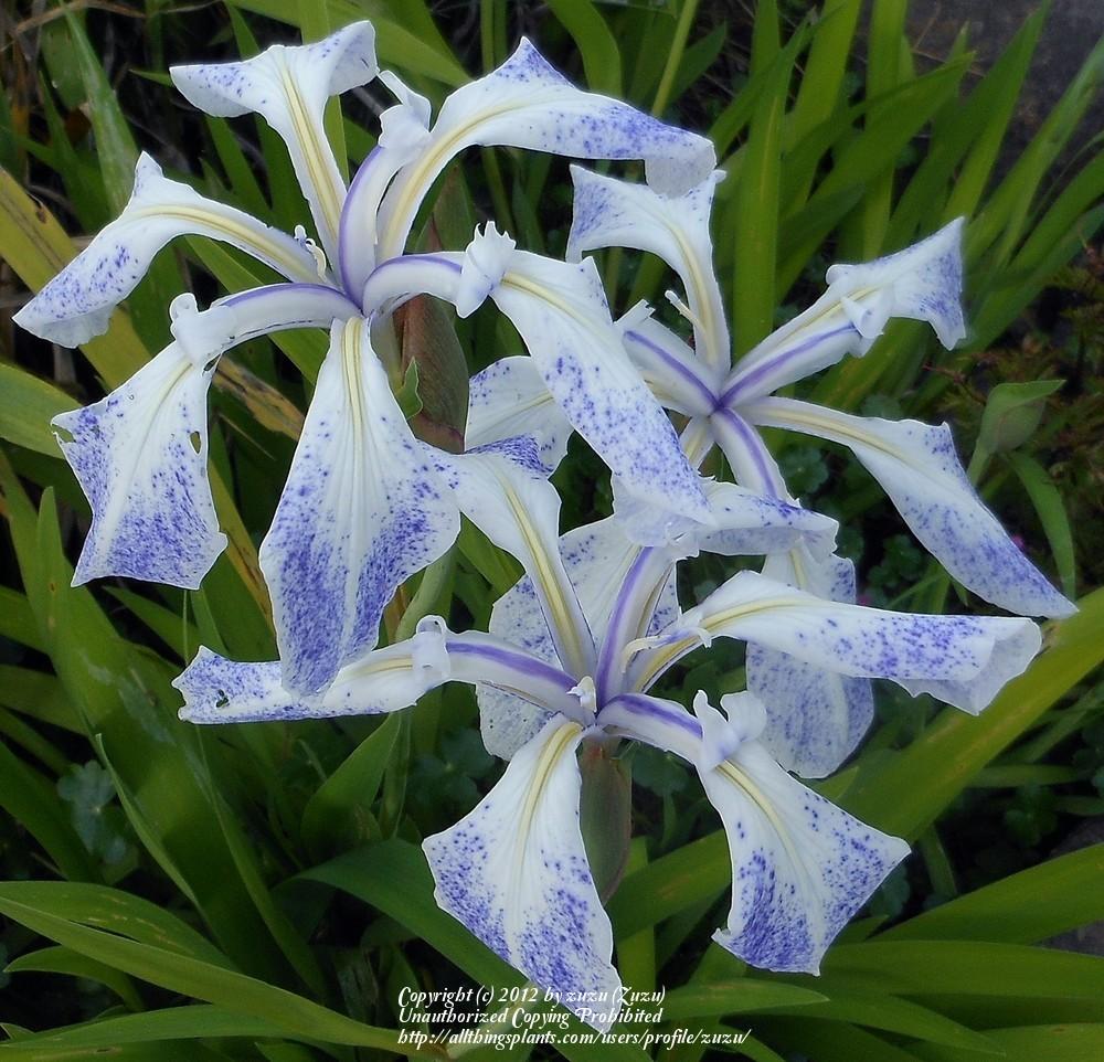 Photo of Species Iris (Iris laevigata 'Mottled Beauty') uploaded by zuzu