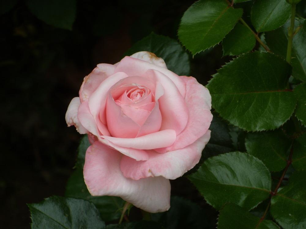 Photo of Rose (Rosa 'Carole Bouquet') uploaded by Betja