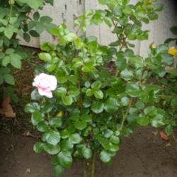 Location: My garden in Bakersfield, CA
Date: April 24, 2012
