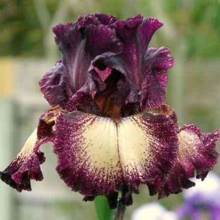 Photo of Tall Bearded Iris (Iris 'Epicenter') uploaded by Ladylovingdove