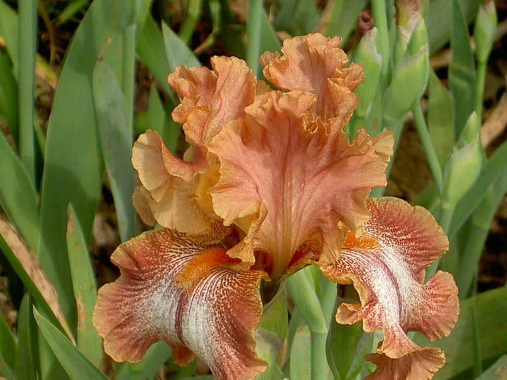 Photo of Border Bearded Iris (Iris 'Chickasaw Sue') uploaded by Muddymitts