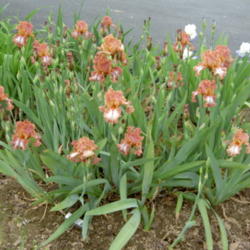 Location: Western Kentucky
Date: April 2012
A prolific bloomer!!