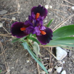 Location: Pleasant Grove, Utah
Date: 2012-04-27
In my garden
