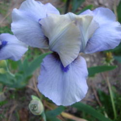 Location: Pleasant Grove, Utah
Date: 2012-04-26
In my garden