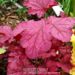 Location: Wilmington, DE
Date: Spring 2012
Leaf color close up.