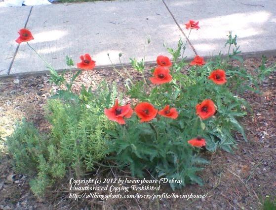 Photo of Field Poppy (Papaver rhoeas) uploaded by lovemyhouse