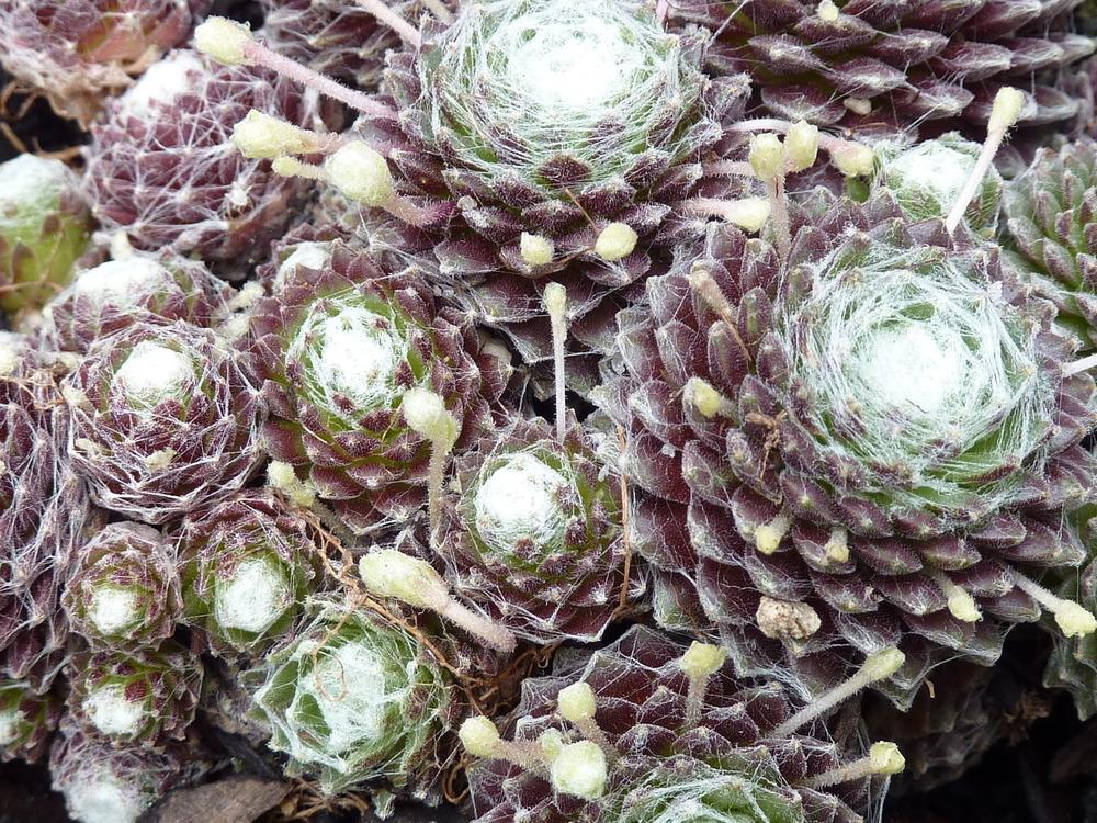 Photo of Hen and Chicks (Sempervivum 'Silver Web') uploaded by sandnsea2