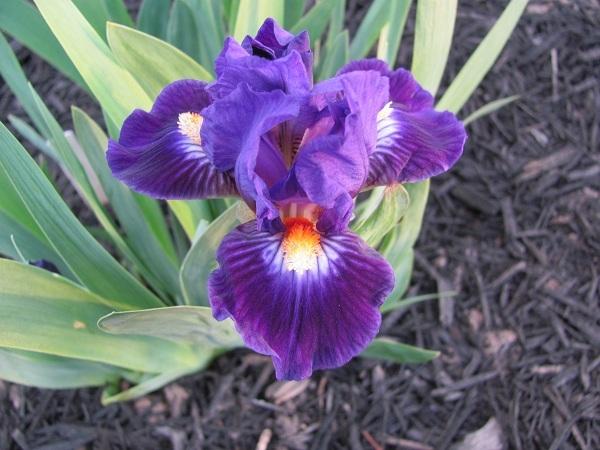 Photo of Standard Dwarf Bearded Iris (Iris 'Cliche') uploaded by starwoman