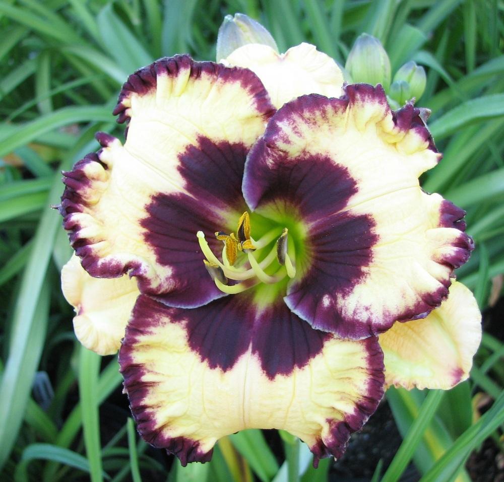 Photo of Daylily (Hemerocallis 'Special Candy') uploaded by tink3472