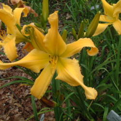 
Date: 2009-07-22
Photo Courtesy of Nova Scotia Daylilies Used with Permission