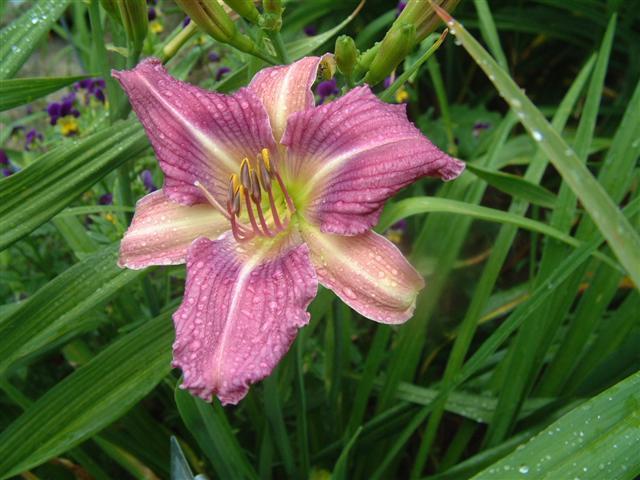 Photo of Daylily (Hemerocallis 'What's What') uploaded by vic