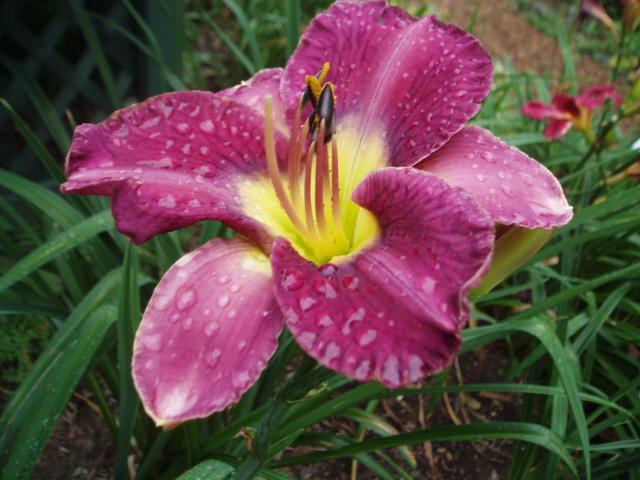 Photo of Daylily (Hemerocallis 'Whistling Oyster') uploaded by vic