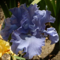 Location: My garden in Bakersfield, CA
Date: April 28, 2012