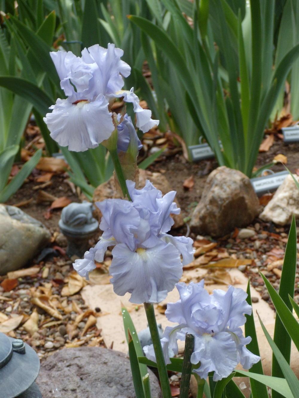 Photo of Tall Bearded Iris (Iris 'Into the Blue') uploaded by Betja