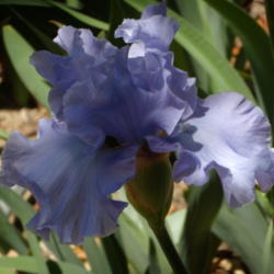 Location: My garden in Bakersfield, CA
Date: April 28, 2012