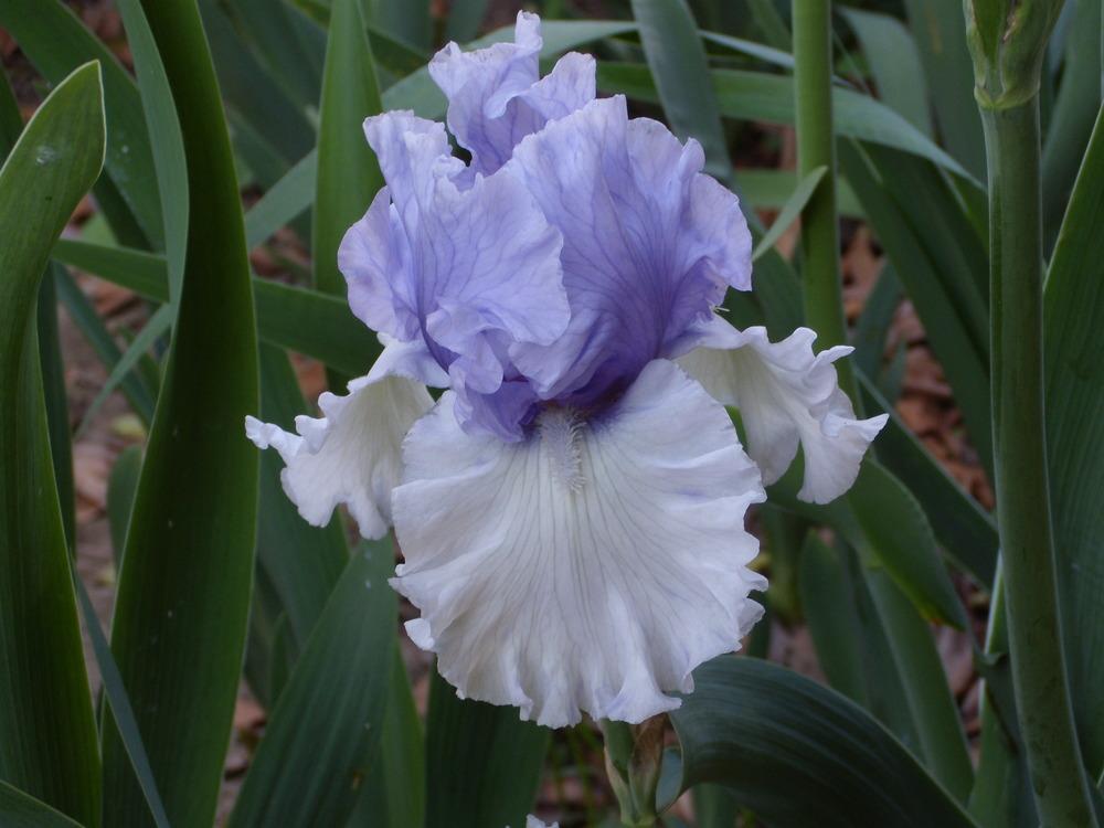 Photo of Tall Bearded Iris (Iris 'Wintry Sky') uploaded by Betja