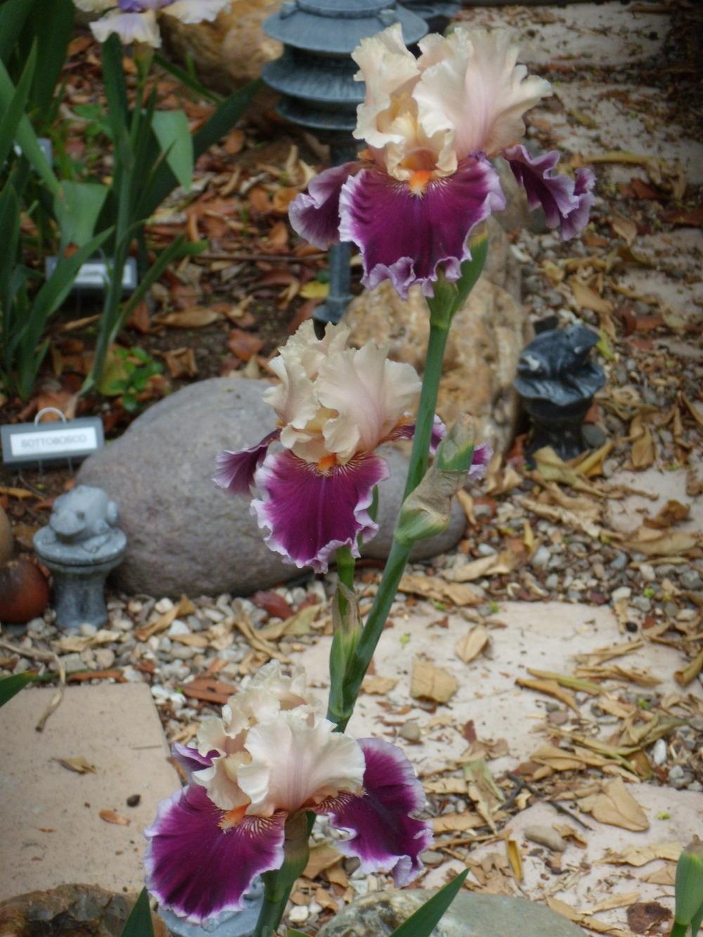 Photo of Tall Bearded Iris (Iris 'Dazzle') uploaded by Betja