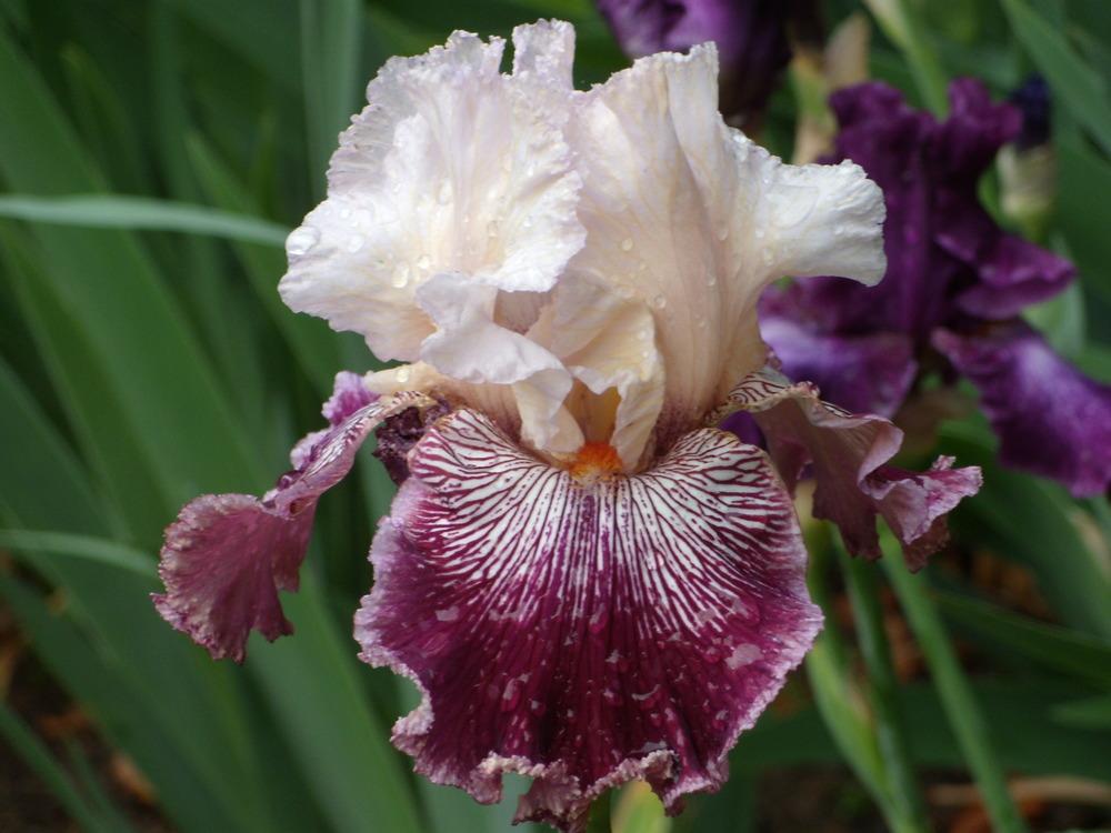 Photo of Tall Bearded Iris (Iris 'Samba Queen') uploaded by Betja