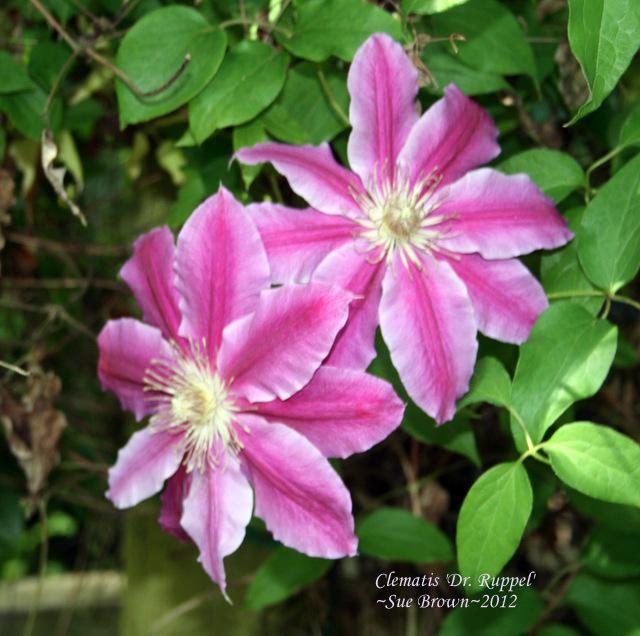 Photo of Clematis 'Dr. Ruppel' uploaded by Calif_Sue