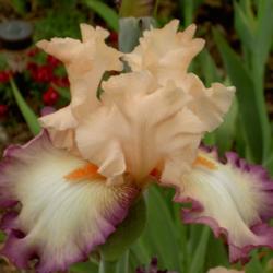 Location: Western Kentucky
Date: April 2012
Drop-dead gorgeous Iris!!