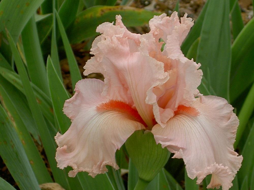 Photo of Tall Bearded Iris (Iris 'Happenstance') uploaded by Muddymitts