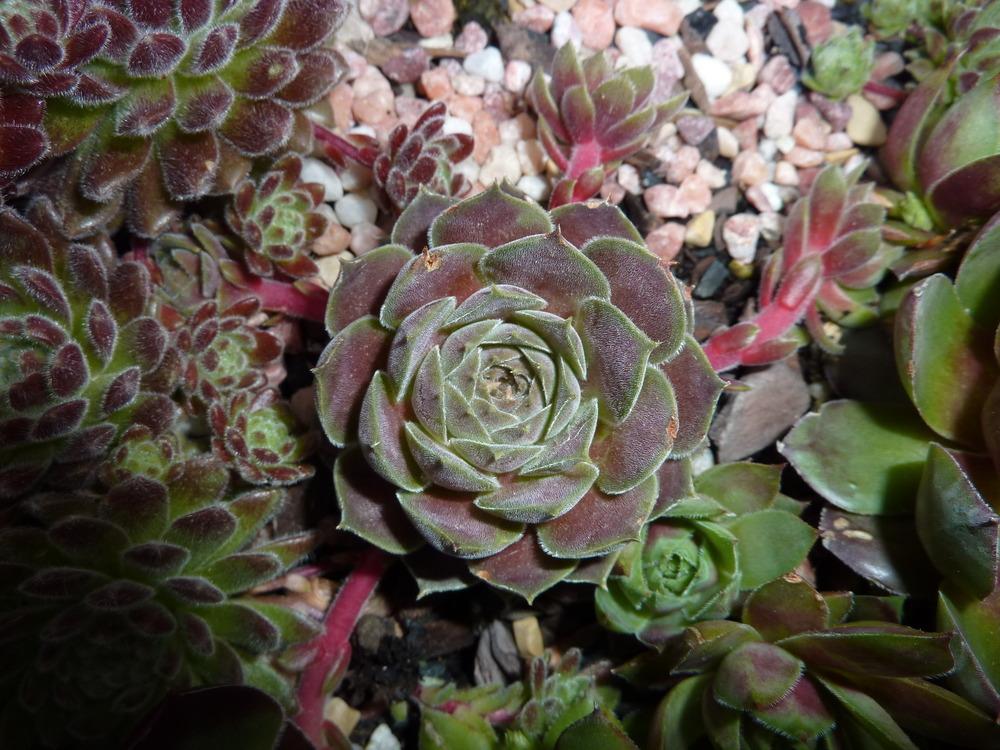 Photo of Hen and Chicks (Sempervivum 'Pacific Mauve') uploaded by sandnsea2