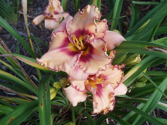 Photo of Daylily (Hemerocallis 'Woman at the Well') uploaded by vic
