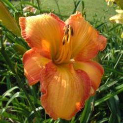 
Date: 2005-07-01
Photo Courtesy of Nova Scotia Daylilies Used with Permission