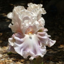 Location: My garden in Bakersfield, CA
Date: April 29, 2012