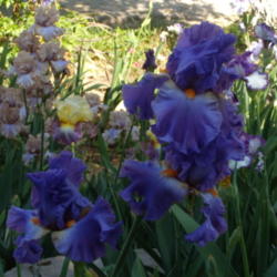Location: My garden in Bakersfield, CA
Date: April 20, 2012 
These dark pictures show the actual colors much better.