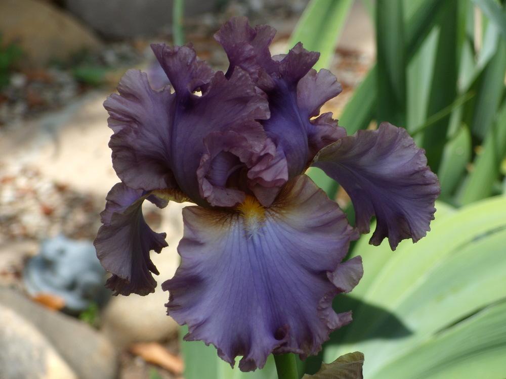 Photo of Tall Bearded Iris (Iris 'French Lavender') uploaded by Betja