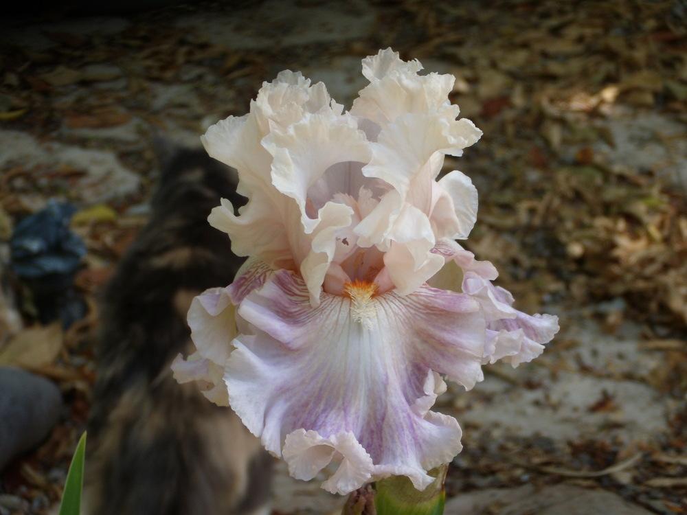 Photo of Tall Bearded Iris (Iris 'Amorous Heart') uploaded by Betja