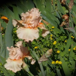 Location: My garden in Bakersfield, CA
Date: April 22, 2012