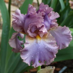 Location: My garden in Bakersfield, CA
Date: April 25, 2012 