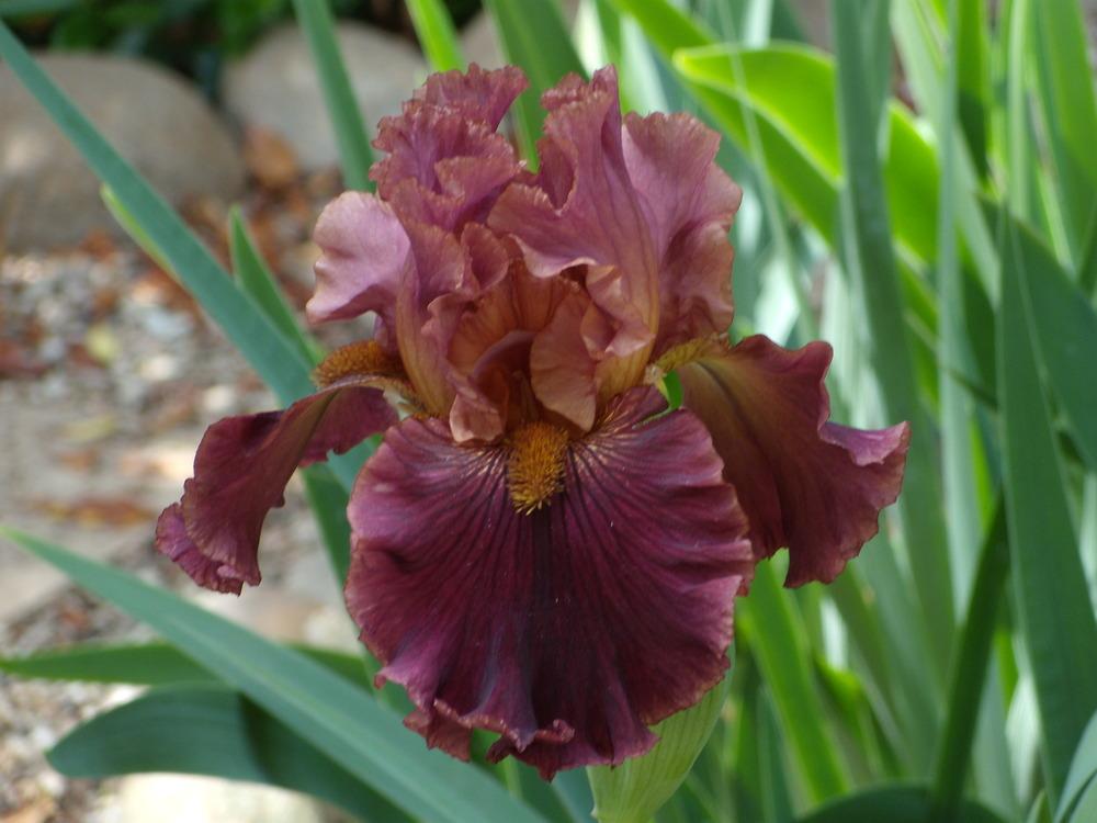 Photo of Tall Bearded Iris (Iris 'Smoky Shadows') uploaded by Betja