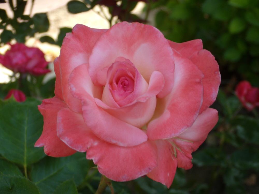 Photo of Rose (Rosa 'Sheer Elegance') uploaded by Betja