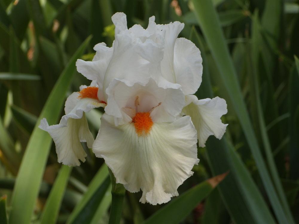 Photo of Tall Bearded Iris (Iris 'Lark Ascending') uploaded by Betja