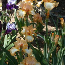 Location: My garden in Bakersfield, CA
Date: April 19, 2012 